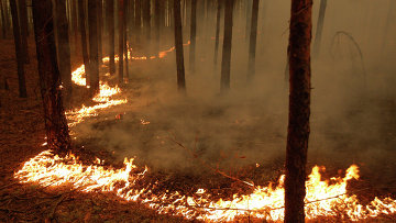 Лесные пожары в Московской области...
